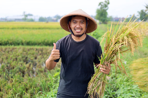 快乐的年轻亚洲农民在稻田收割水稻。抱着一堆大米，竖起大拇指，对丰收感到高兴图片下载