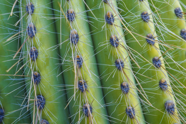 详细的绿色和黄色仙人掌大穗状花序图片下载