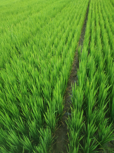 冬天的稻田图片下载