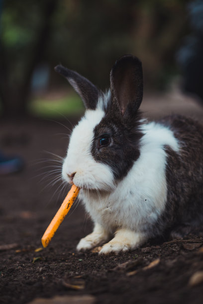 黑色和白色的兔子在家庭农场吃胡萝卜图片下载