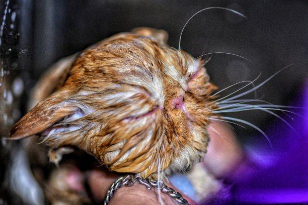 猫在家里洗澡图片下载