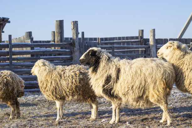 冬天在农田里吃草的羊群，一边吃干草一边好奇地看着镜头。有趣的毛茸茸的羊毛牲畜组的动物在村庄图片下载