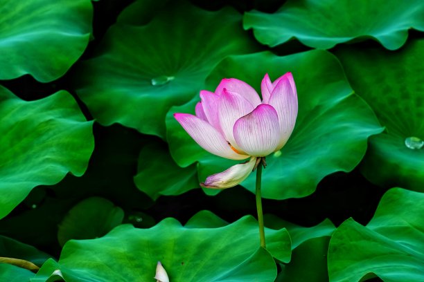 荷花睡莲在大自然中独自站立的特写图片下载