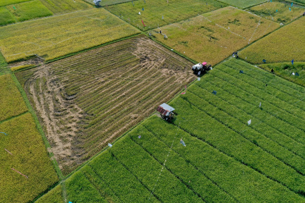 无人机拍摄的水稻收割照片图片下载