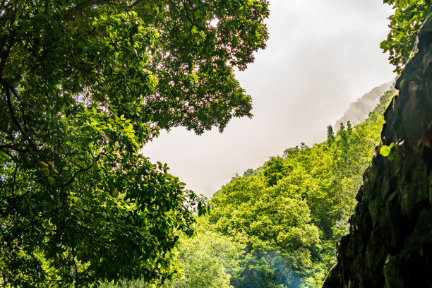 在拉帕尔马的洛斯提洛斯森林的树木。图片下载