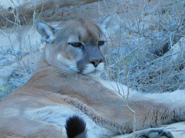 无聊的美洲狮图片下载