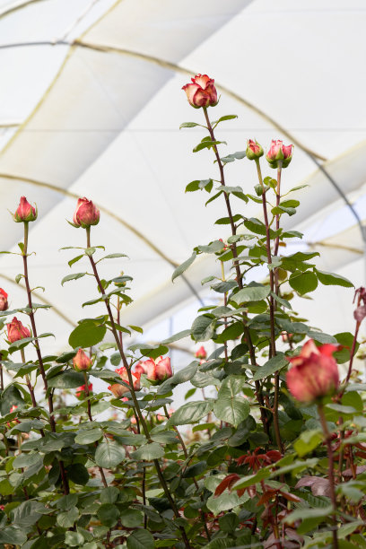 玫瑰植物，自然和种植园与新鲜的叶子在温室内，花的细节图片下载