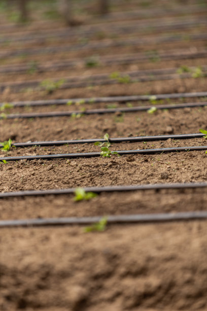 有灌溉系统的种植园，有开花植物的耕地，农业图片下载