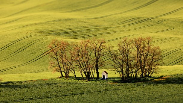 阳光明媚的一天，在捷克共和国摩拉维亚，农田作物覆盖的山丘景观图片下载