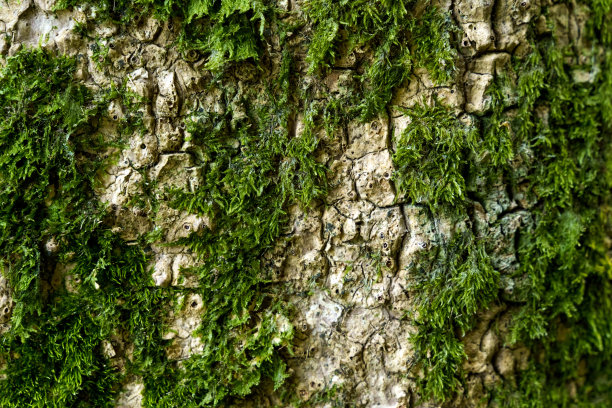带有绿色苔藓的树皮纹理。图片下载
