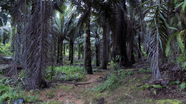 一排排的油棕树图片下载