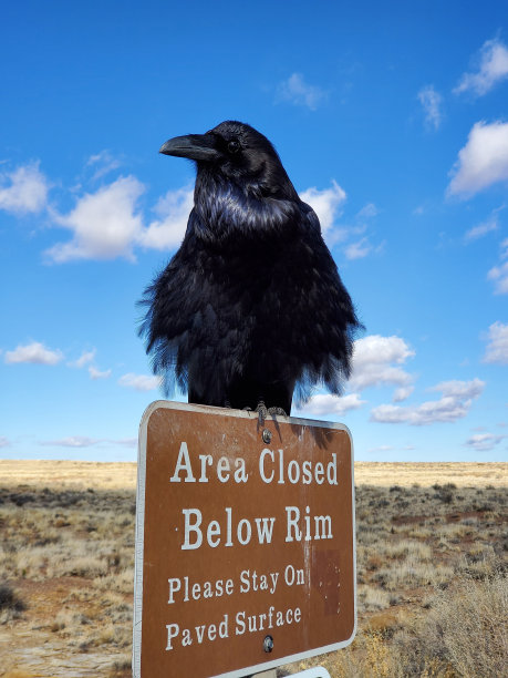 雄伟的乌鸦图片下载
