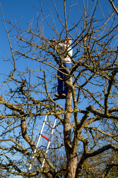 苹果树在春天被砍伐图片下载