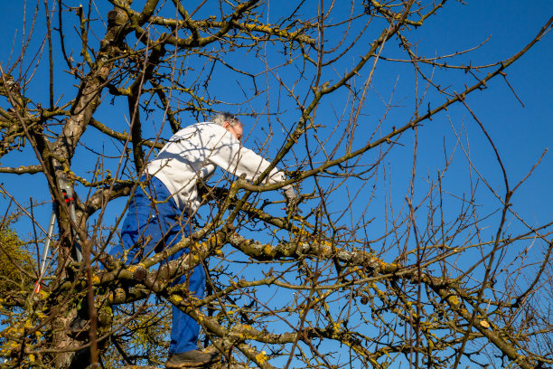 苹果树在春天被砍伐图片下载
