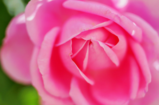 粉红玫瑰花和玫瑰花蕾特写。大马士革玫瑰花园图片下载