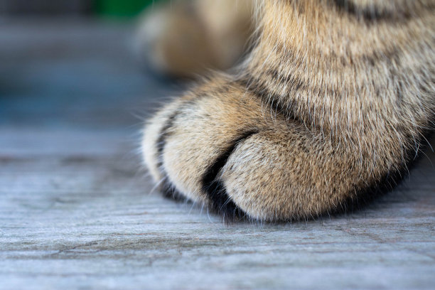 树背景上的猫爪特写。图片下载