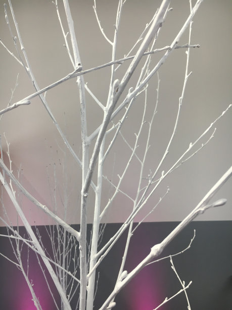 室内装饰树图片下载