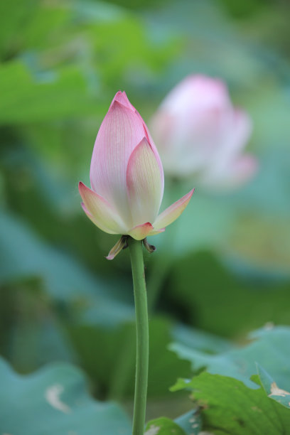 a莲花和莲花植物图片下载