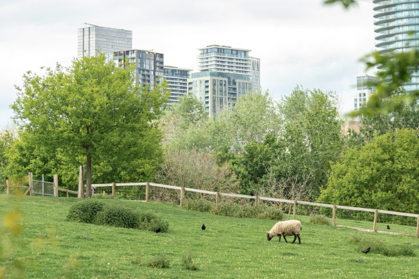 在伦敦城市农场放牧的绵羊图片下载