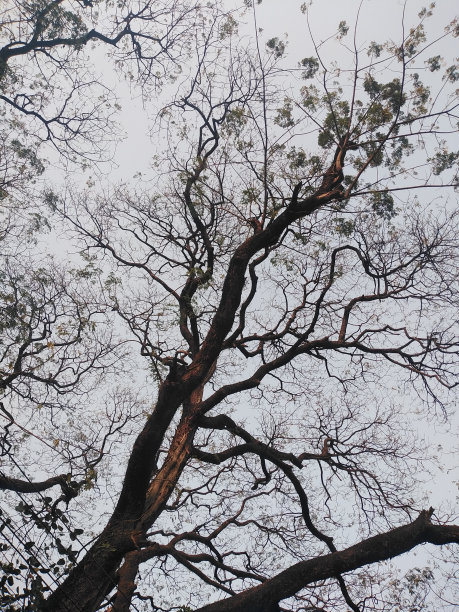 孟加拉国的自然美景图片下载