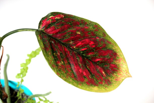 植物叶子上图片下载