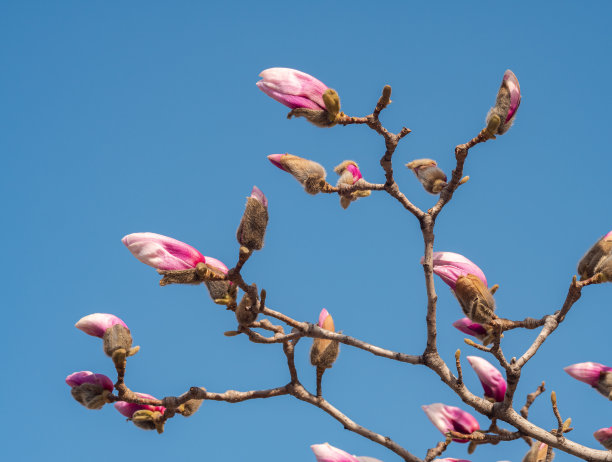 春兰花蕾图片下载
