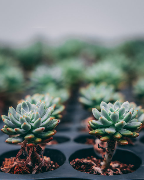 温室里盆栽多肉植物的选择性聚焦镜头图片下载