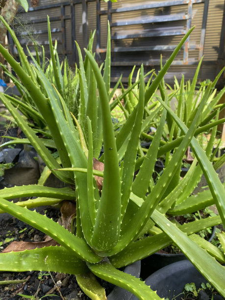 芦荟花卉养殖图片下载