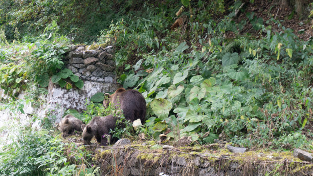 森林里熊和宝宝的漂亮照片图片下载