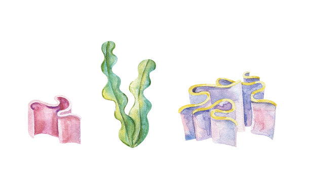 海洋植物和水生藻类。水彩藻类集插图孤立的白色背景。海底植物，航海植物，植物插图图片下载