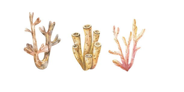 海洋植物和水生藻类。水彩藻类集插图孤立的白色背景。海底植物，航海植物，植物插图图片下载