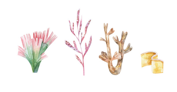 海洋植物和水生藻类。水彩藻类集插图孤立的白色背景。海底植物，航海植物，植物插图图片下载