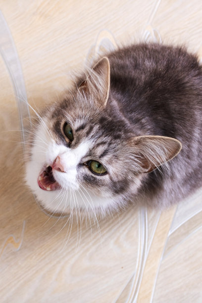 灰色蓬松的猫喵喵叫从上面特写图片下载