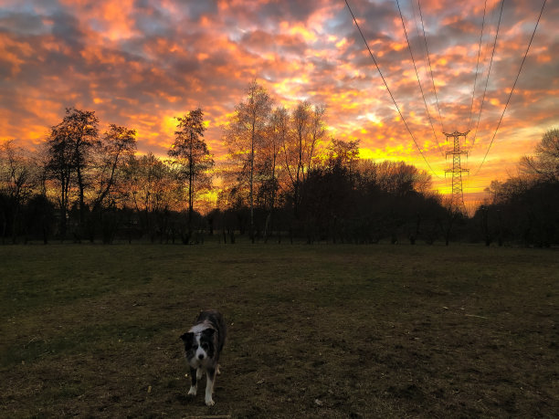 日落时分的边境牧羊犬图片下载