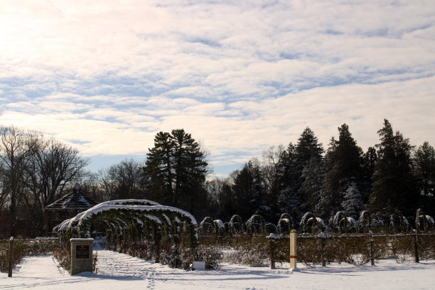 雪中的玫瑰园图片下载