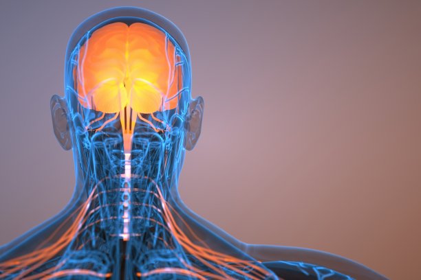 神经系统图解图片下载