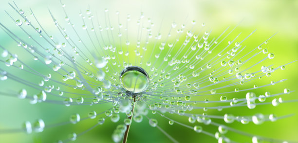 蒲公英种子与露珠在绿色的花园图片下载