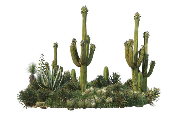 白色背景上的仙人掌花园3d渲染图片下载