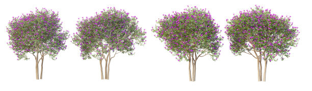 这棵树的白色背景上有花图片下载