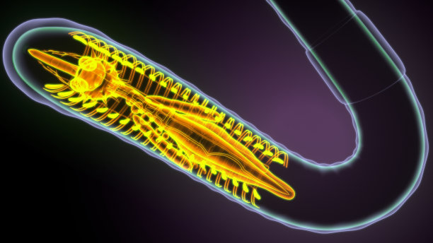 蚯蚓解剖的3d插图图片下载