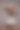 一束美丽的枯萎的干玫瑰在一个孤立的平原背景图片下载