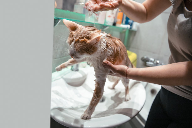 给猫洗澡图片下载