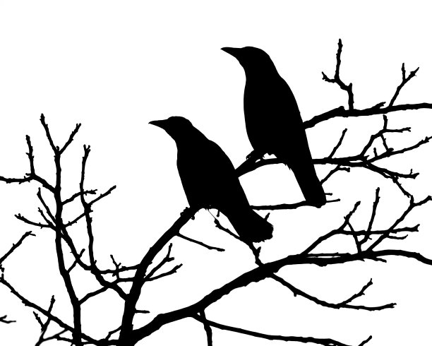 树枝上两只乌鸦的黑色剪影图片下载