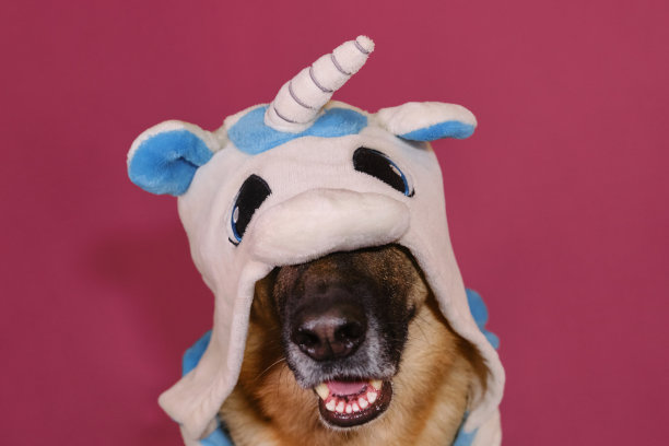 概念宠物看起来像人。德国牧羊犬穿着独角兽服装，坐在粉红色的背景上微笑。穿着kigurumi睡衣的搞笑创意狗。图片下载
