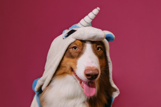 穿着kigurumi睡衣的搞笑创意狗。概念宠物看起来像人类。棕色的澳大利亚牧羊犬穿着白蓝色的独角兽服装，坐在粉红色的背景上微笑。图片下载