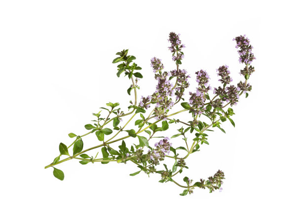 鼠尾草，鼠尾草或鼠尾草。图片下载