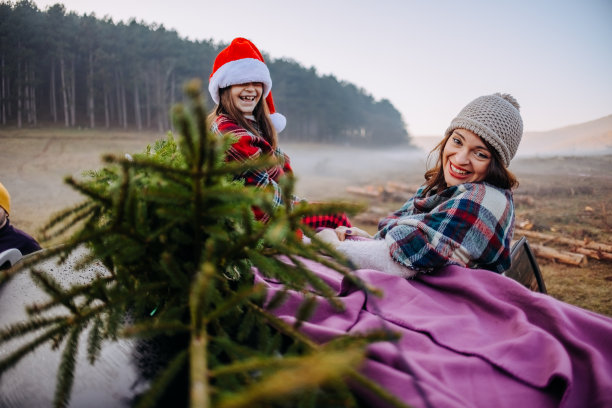 我们找到了完美的圣诞树!图片下载