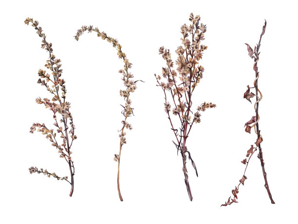 设置水彩干燥的野花艾草和嫩枝树孤立在白色背景。手工绘制的棕色分枝草本装饰。植物古董插图墙纸花店。自然的剪纸艺术图片下载