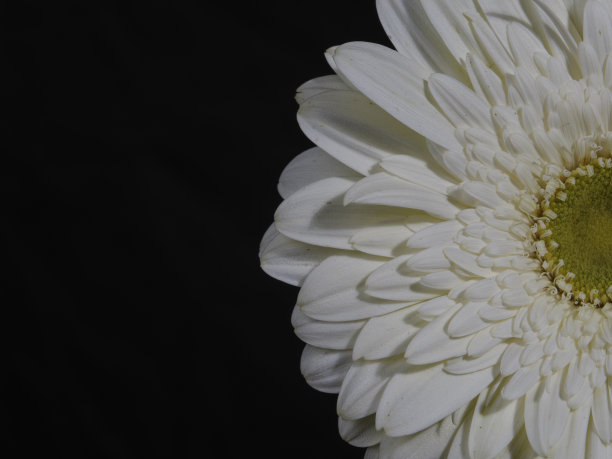 白色非洲菊雏菊花孤立在黑色背景图片下载