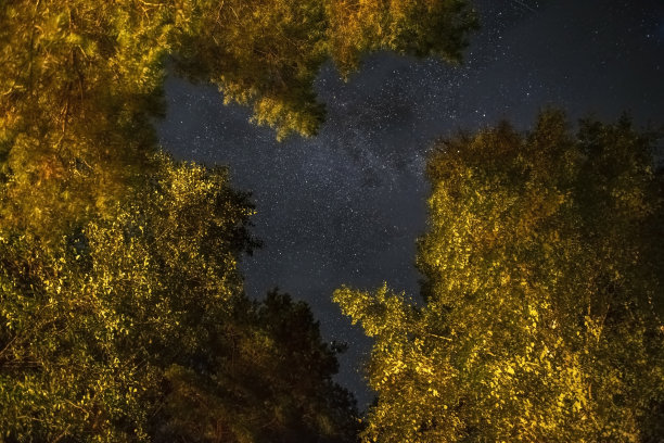 繁星点点的天空穿过树林，树梢间的银河照亮了森林中的小径。繁星点点的天空有点阴沉沉的。软对焦，长曝光拍摄。浪漫的夜晚图片下载